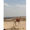 gypten2014004